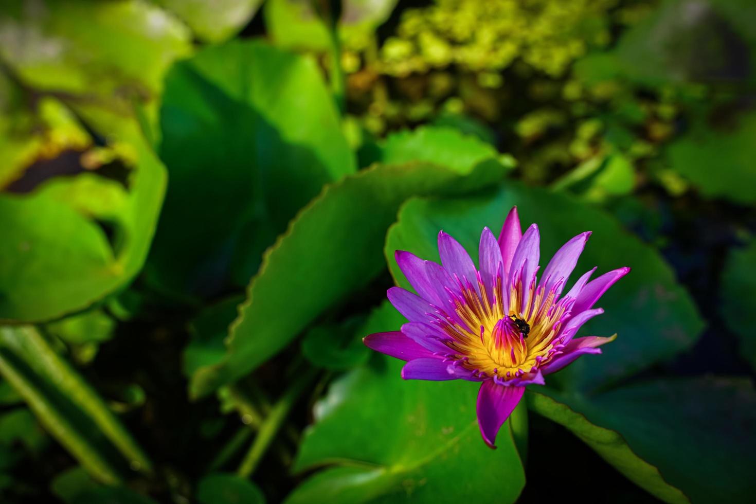 belles fleurs de lotus qui fleurissent au soleil du matin photo