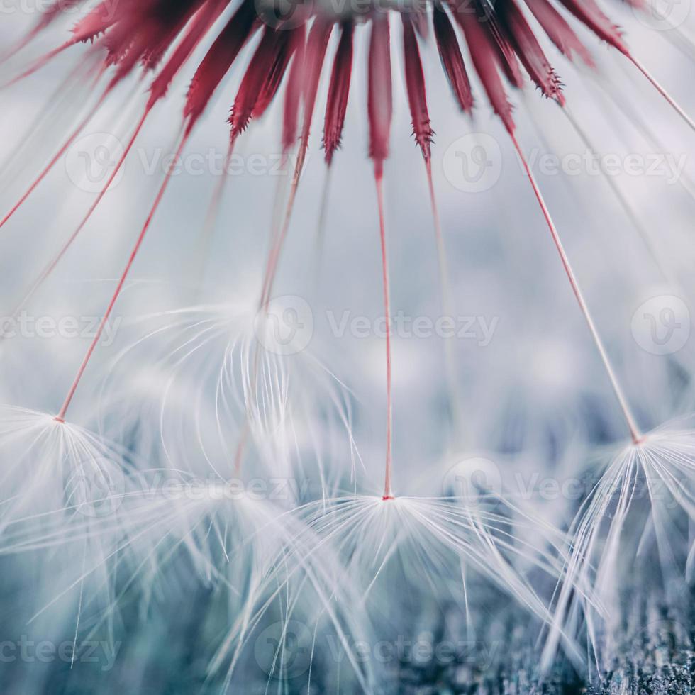 belle fleur de pissenlit au printemps, fond blanc photo