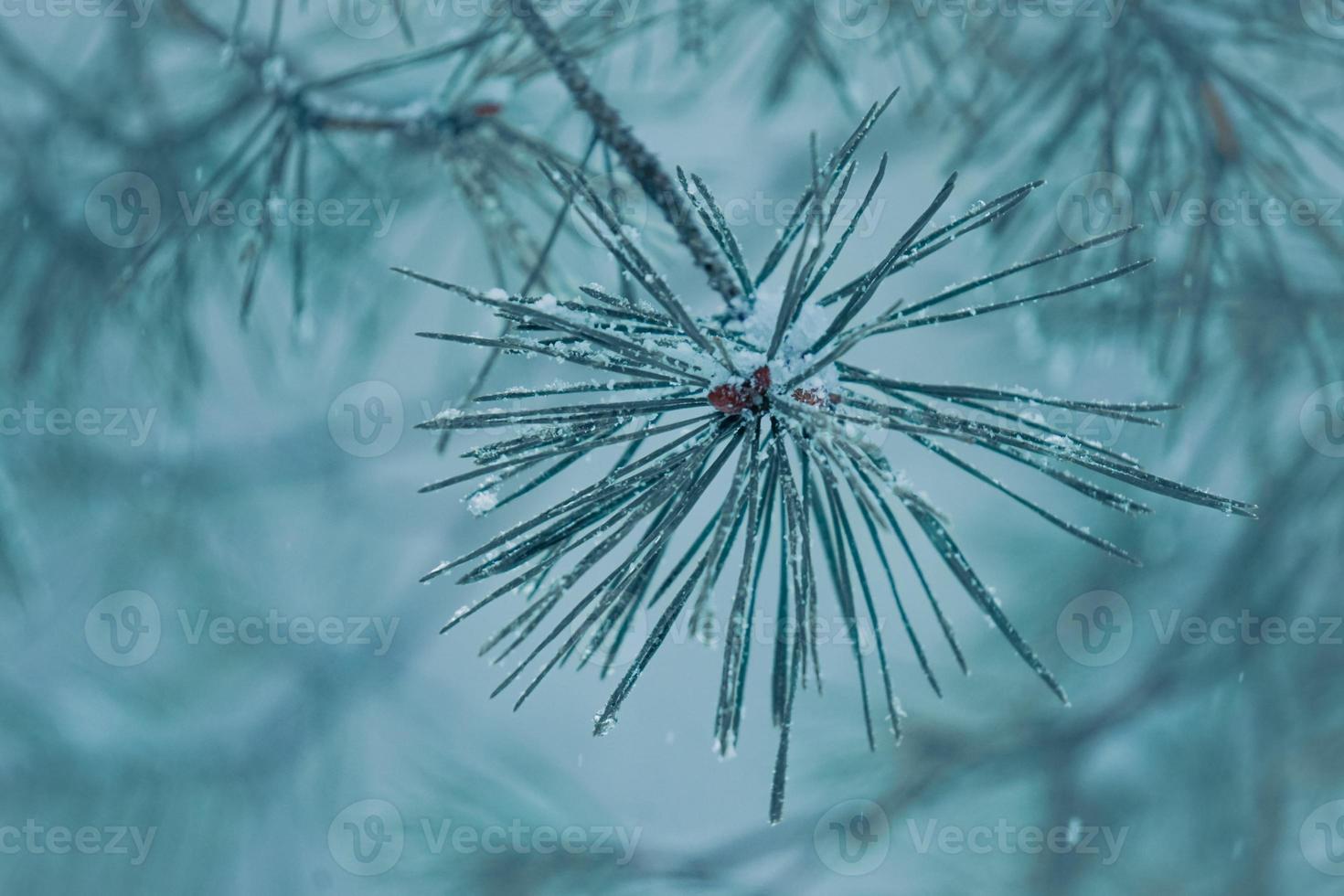 neige sur les feuilles de pin en hiver, période de noël. photo