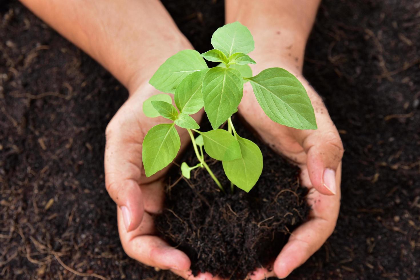 personne tenant une petite plante photo