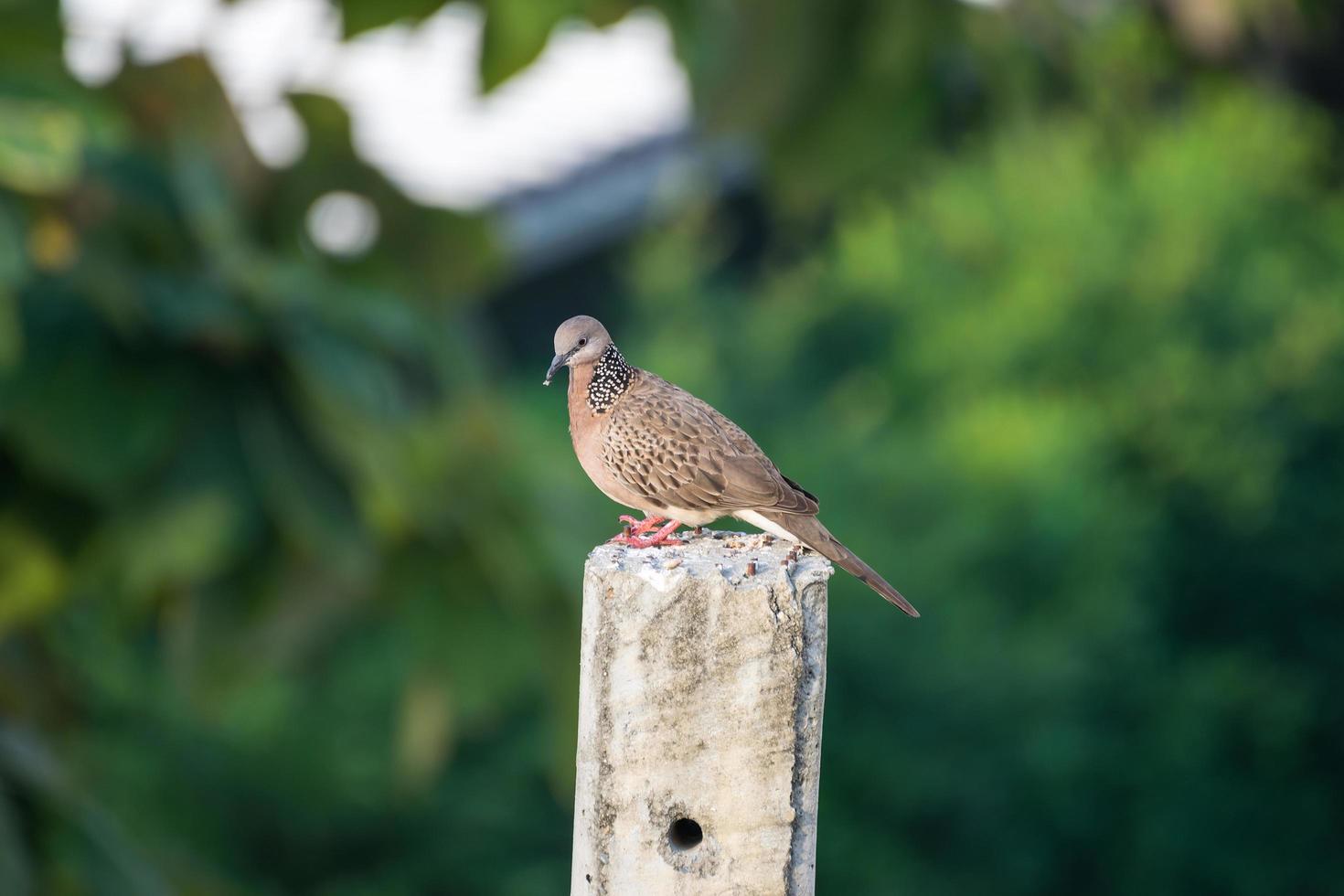 pigeon perché sur poteau électrique photo