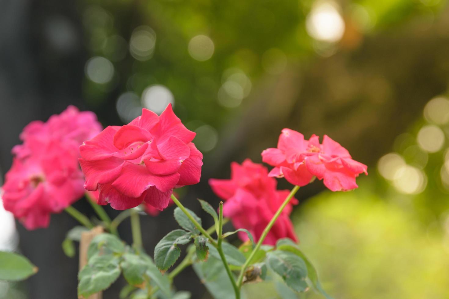 roses rouges dans un jardin ensoleillé photo