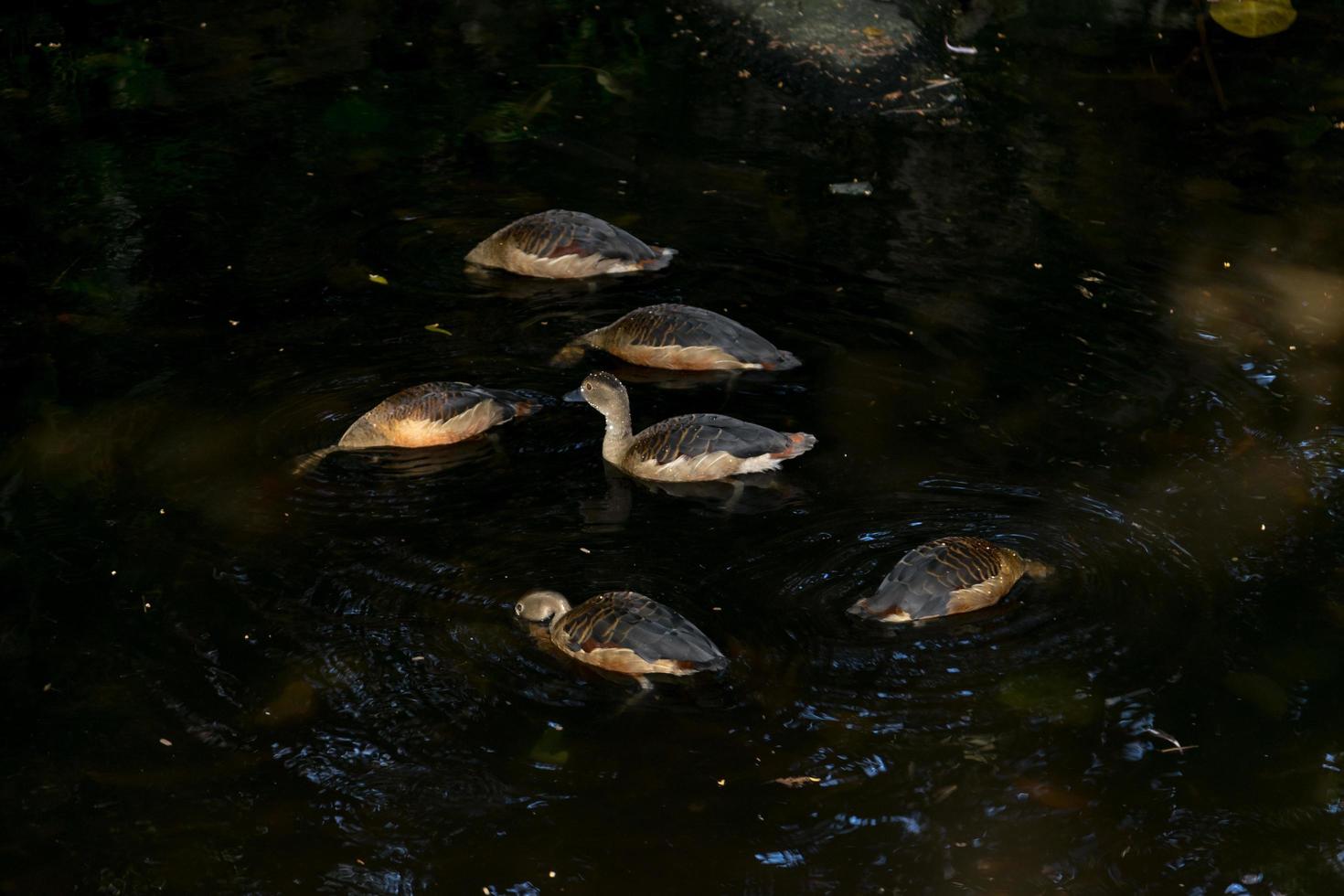 canards nageant dans un étang photo