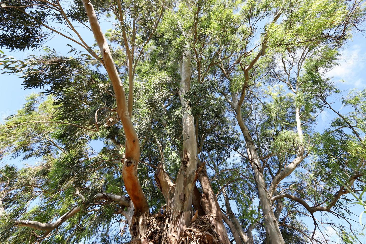 forêt dense d'eucalyptus dans le nord d'israël photo