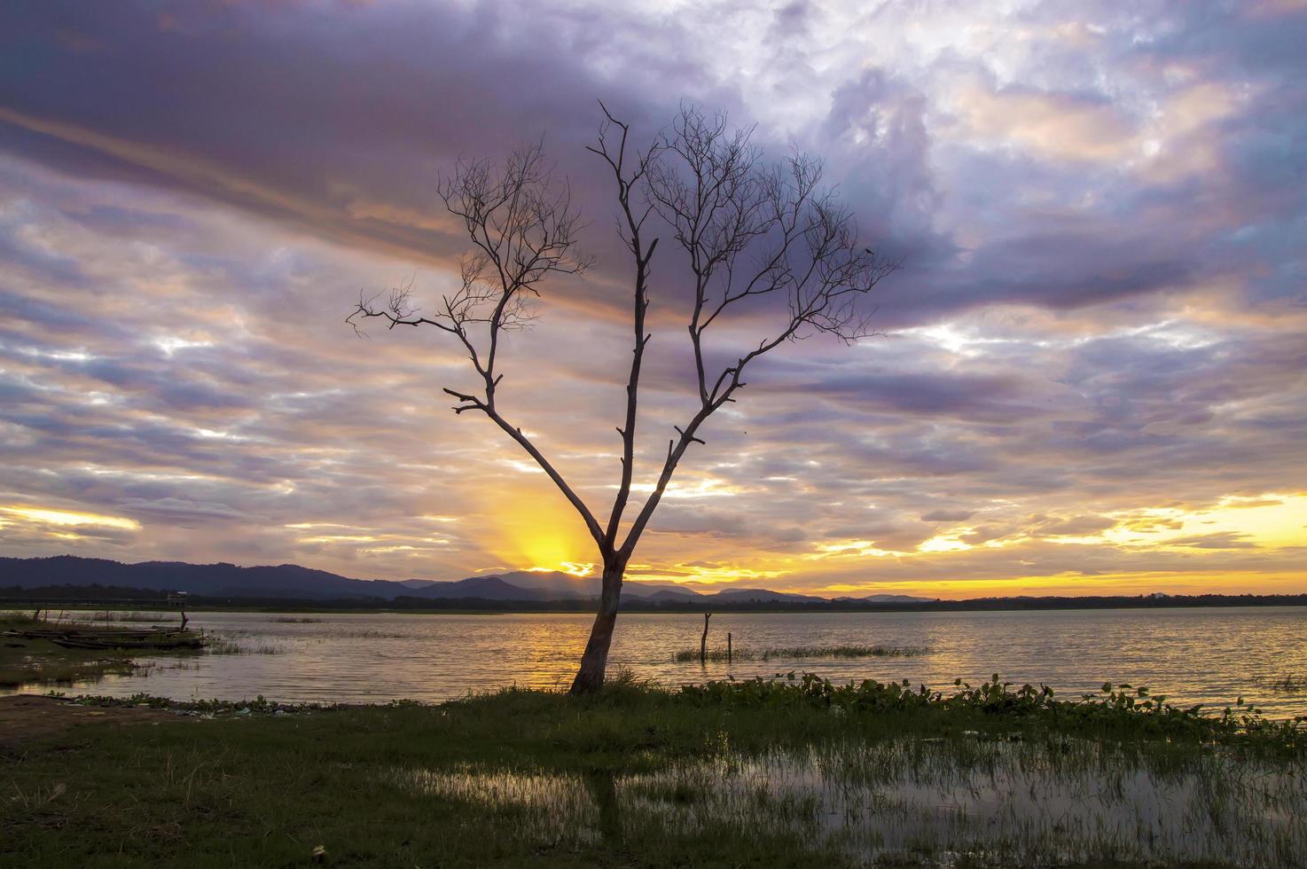 vue sur une branche d'arbre avec le lever du soleil le matin photo