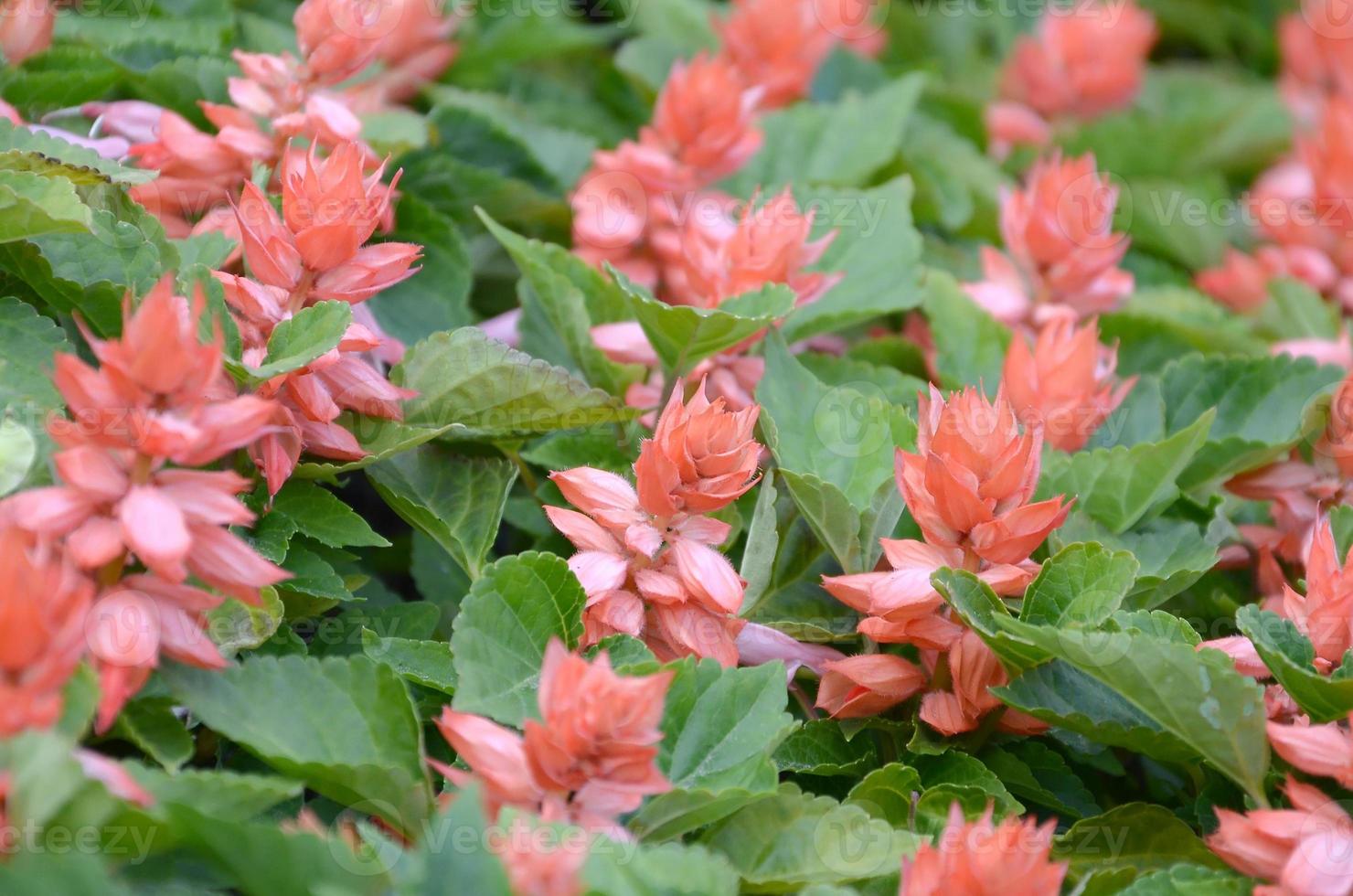 fleurs rouges salvia splendens plantes qui aiment la chaleur photo