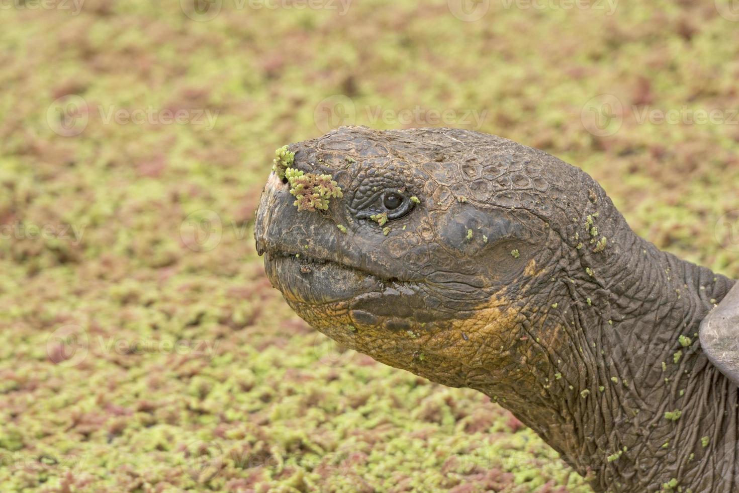 Tortue des Galapagos dans un étang verdoyant photo