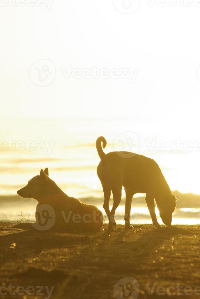 silhouette d'un chien allongé sur la plage et la lumière dorée du reflet du coucher du soleil sur la surface de la mer photo