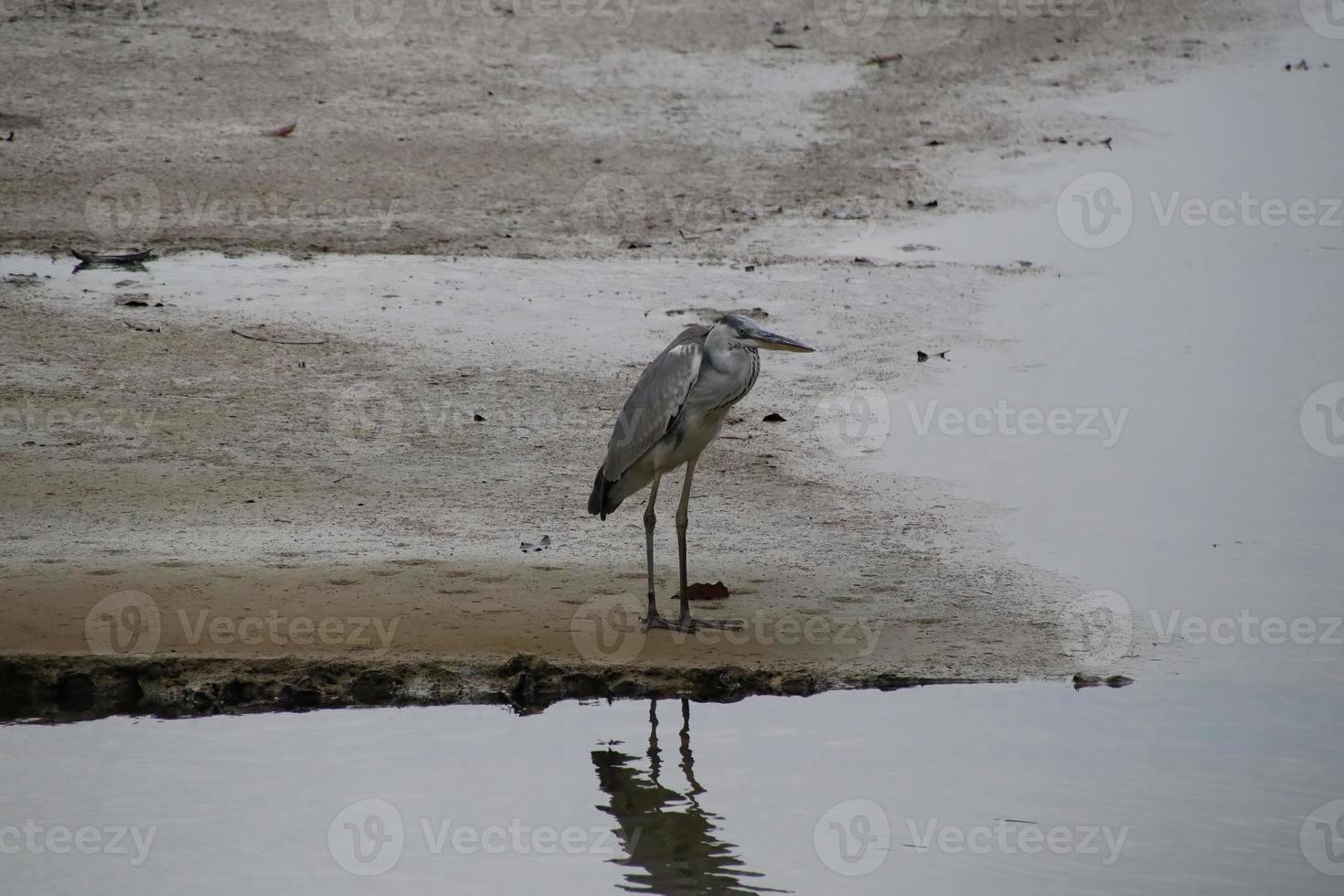 Héron cendré dans un canal à la recherche de poissons photo