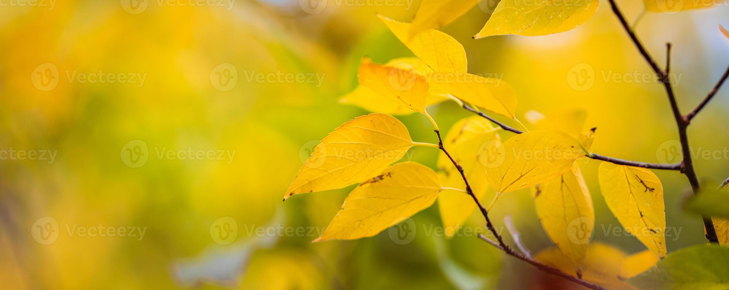 belles feuilles en automne journée ensoleillée abstrait arrière-plan flou. feuillage naturel saisonnier en gros plan. concept d'automne en plein air de soirée artistique. rayons de soleil doux soleil, arbre jaune doré. photo