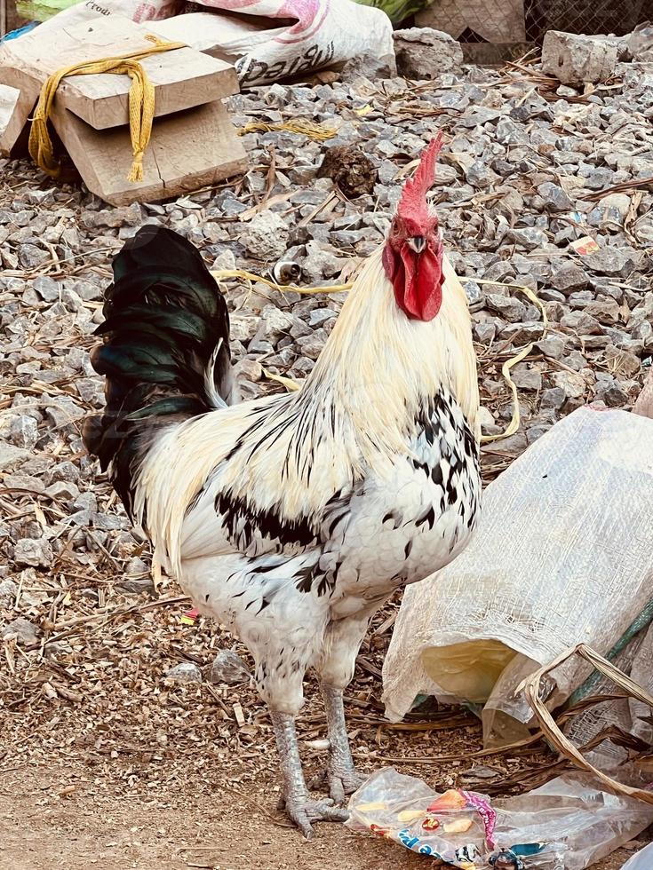 tête de poulet leghorn gros plan photo