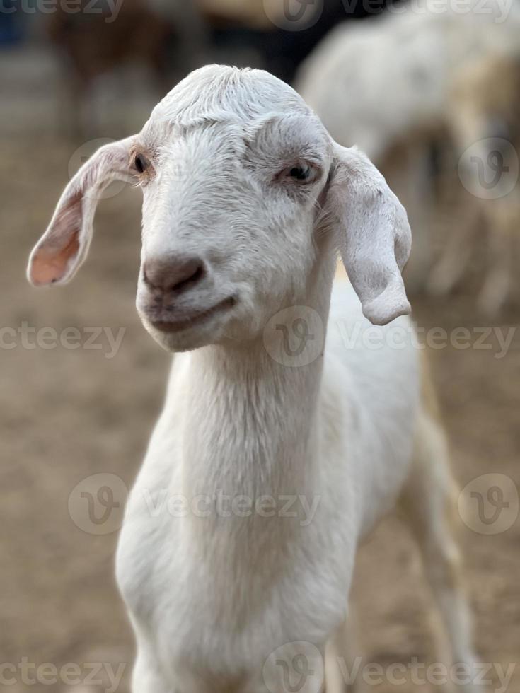 une chèvre vous regarde et mange grossier photo