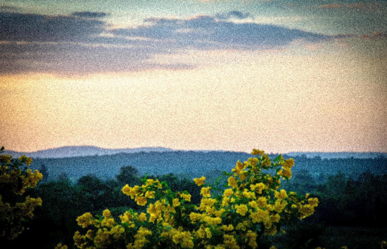 buissons de fleurs jaunes contre des montagnes lointaines, ciel orange rugueux. photo