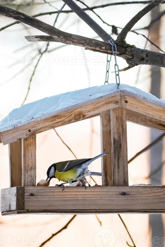 oiseau de jardin mésange charbonnière parus major mangeant à partir d'une mangeoire en bois. photo