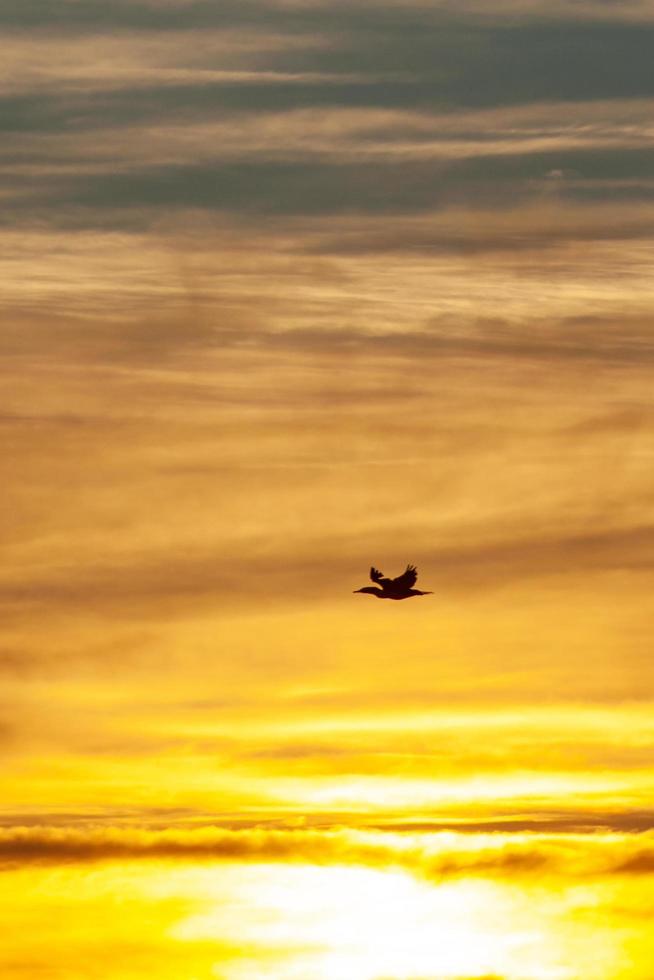silhouette d'oiseau volant sous un ciel nuageux au coucher du soleil photo
