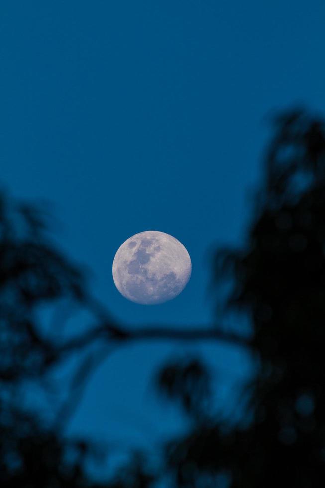 silhouette d'arbres avec pleine lune photo