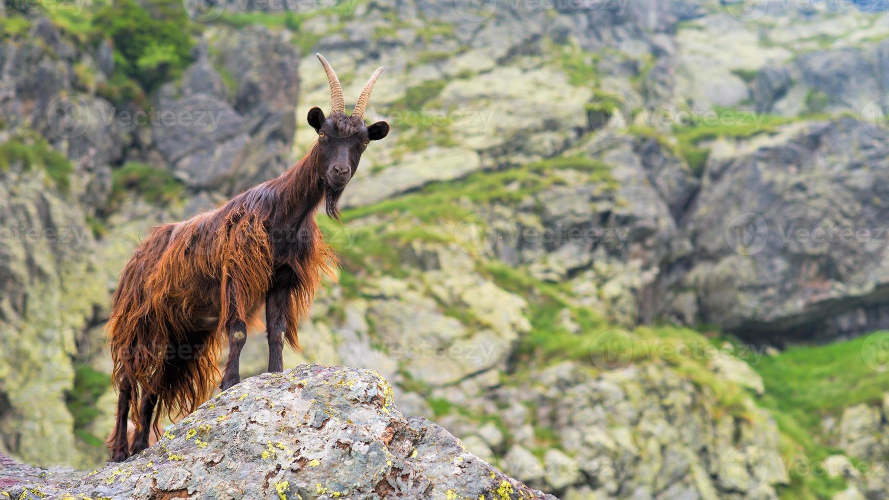 chèvre de montagne sur les alpes italiennes photo