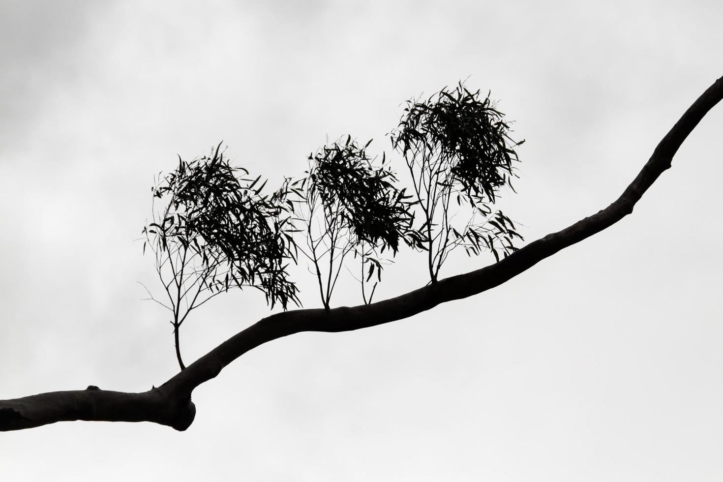 noir et blanc d'une silhouette d'une branche d'arbre photo