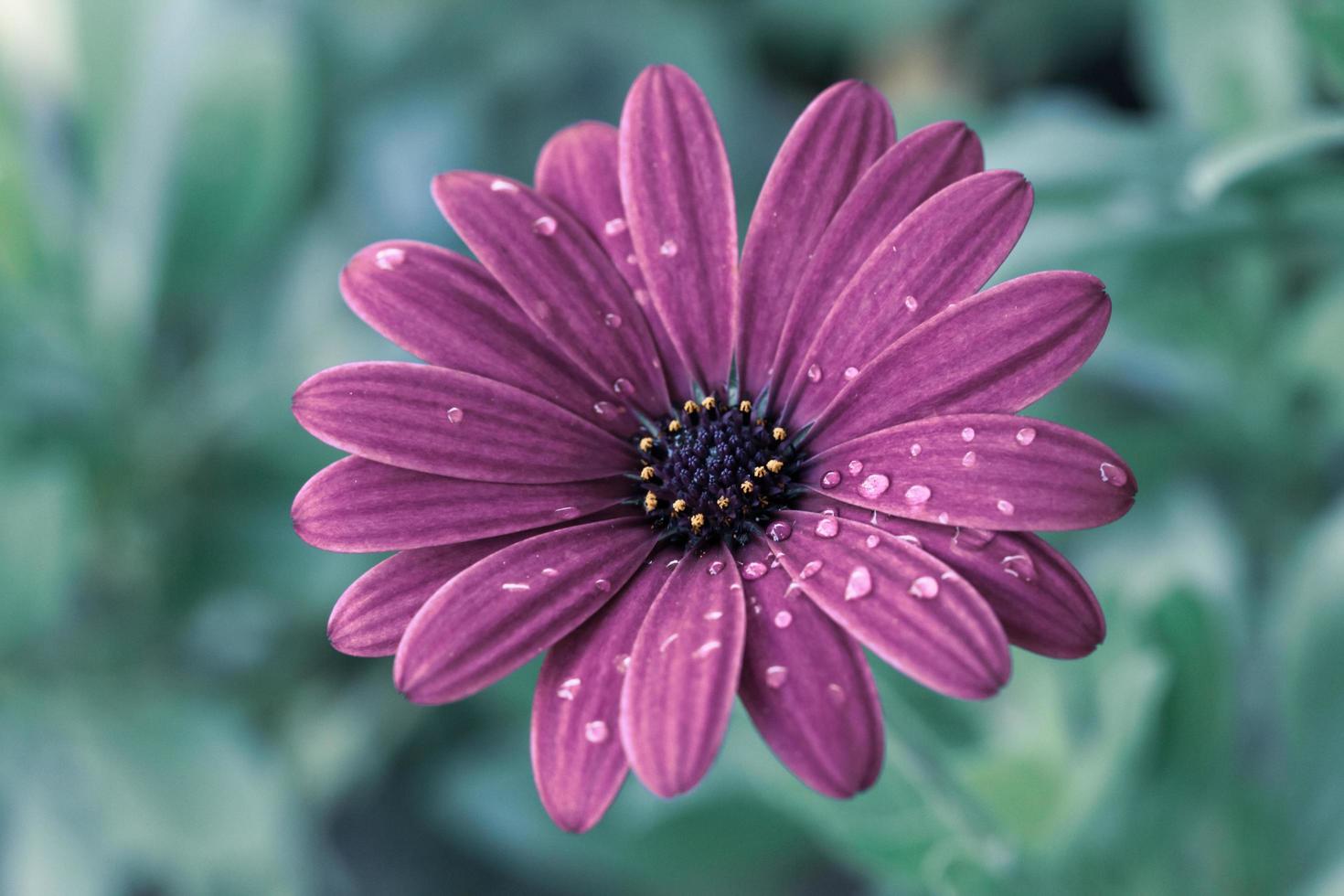 gros plan, de, fleur marguerite pourpre photo