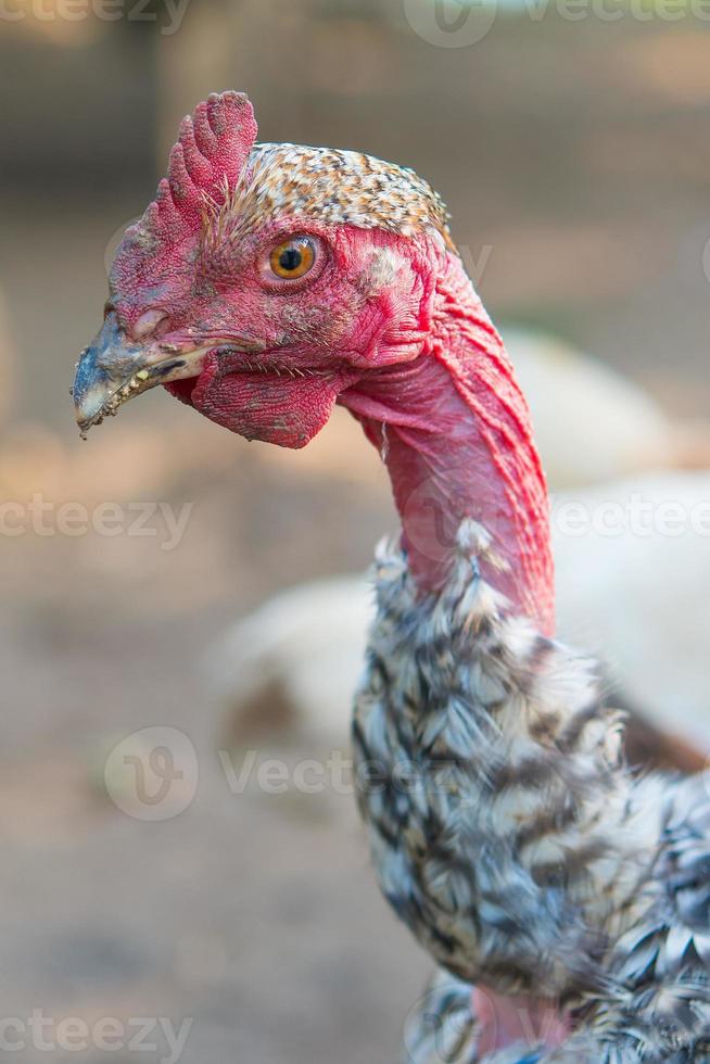 poulet plumé sur les alpes italiennes photo