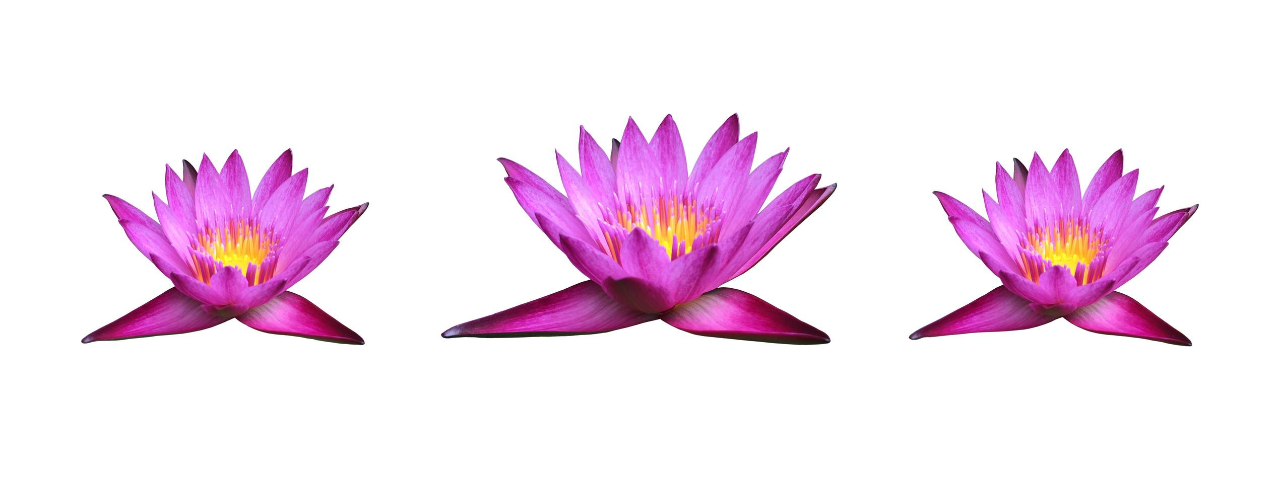 nymphaeaceae ou fleur de lotus violette isolée avec des chemins de détourage. photo