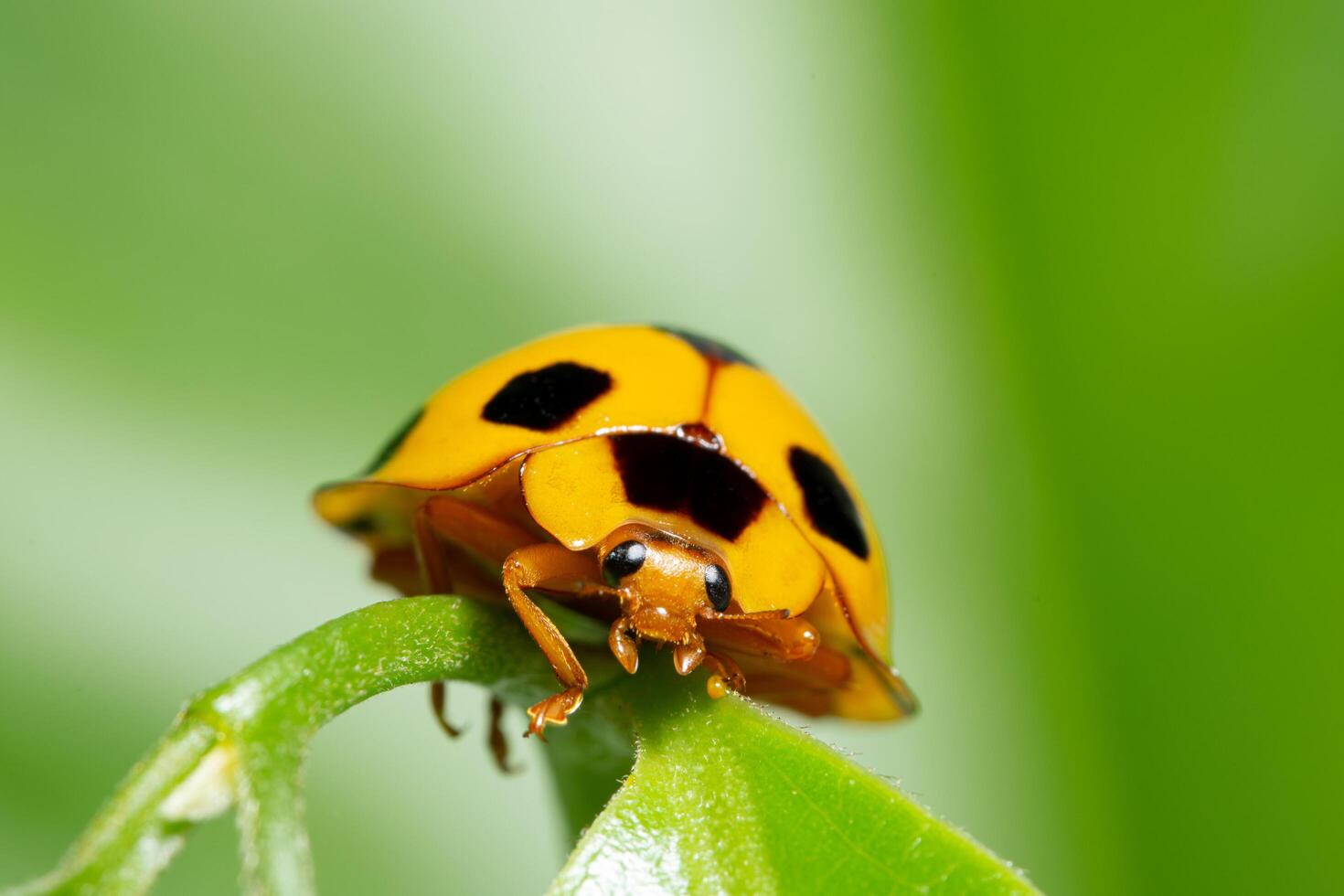 coccinelle jaune sur une feuille photo