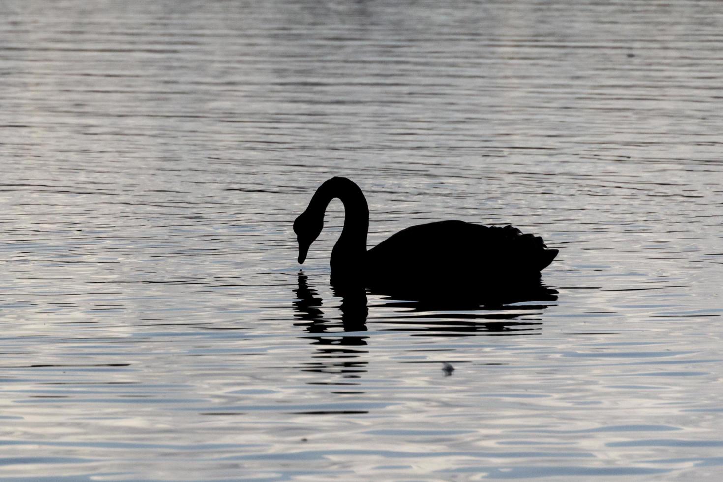 silhouette d'un cygne sur l'eau photo