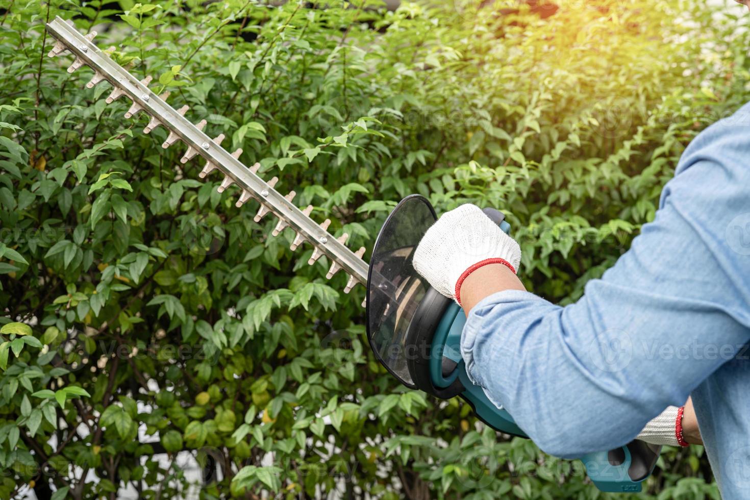 jardinier tenant un taille-haie électrique pour couper la cime des arbres dans le jardin. photo