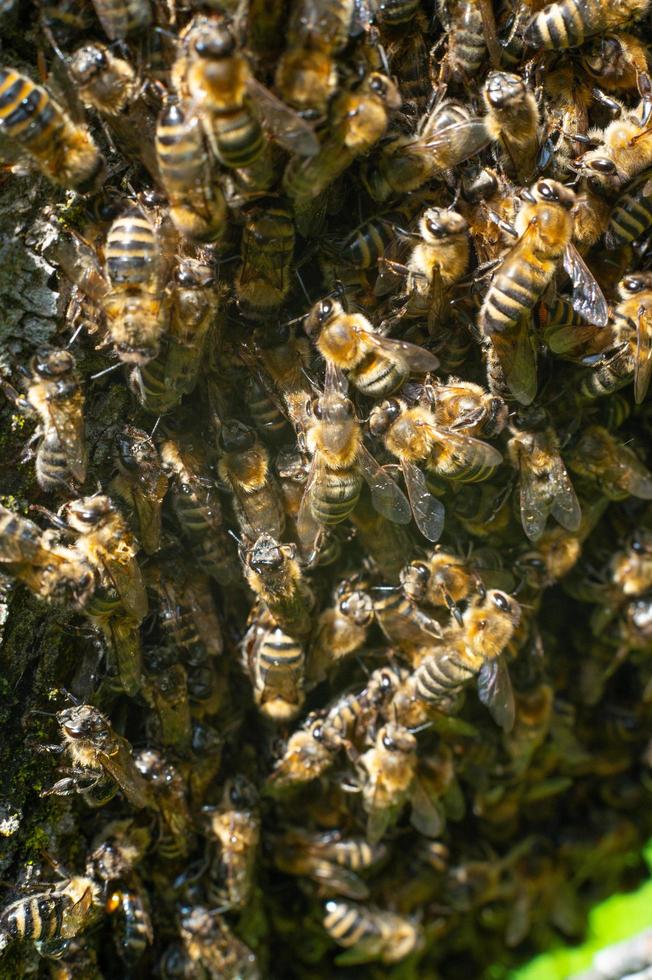 abeilles dans un plan détaillé, un essaim d'abeilles a été photographié sous un objectif macro. photo