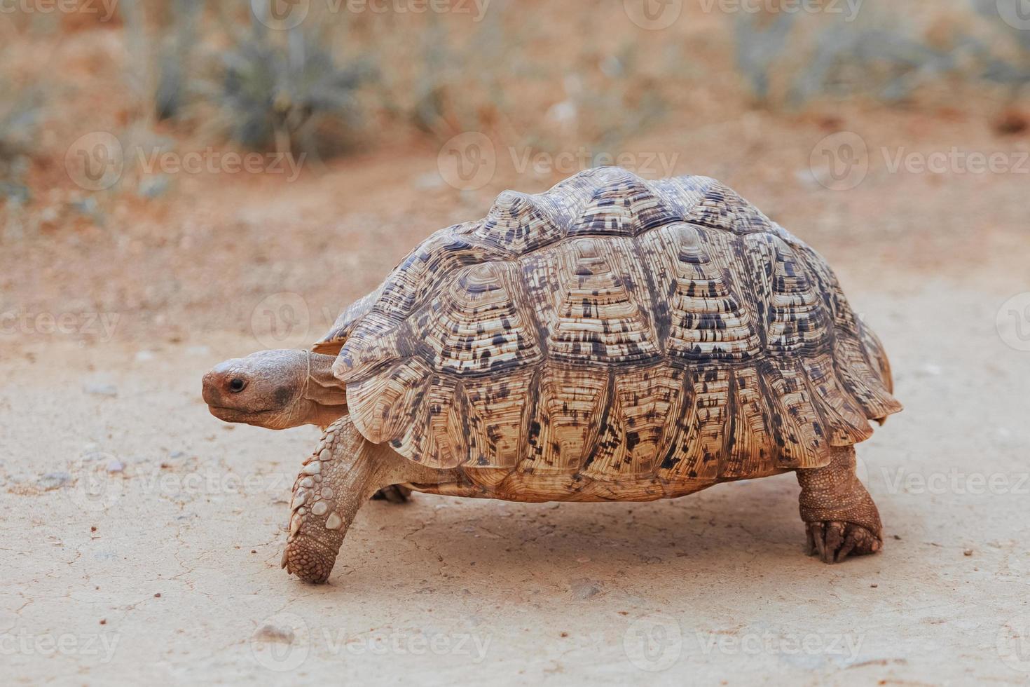 tortue, afrique du sud photo