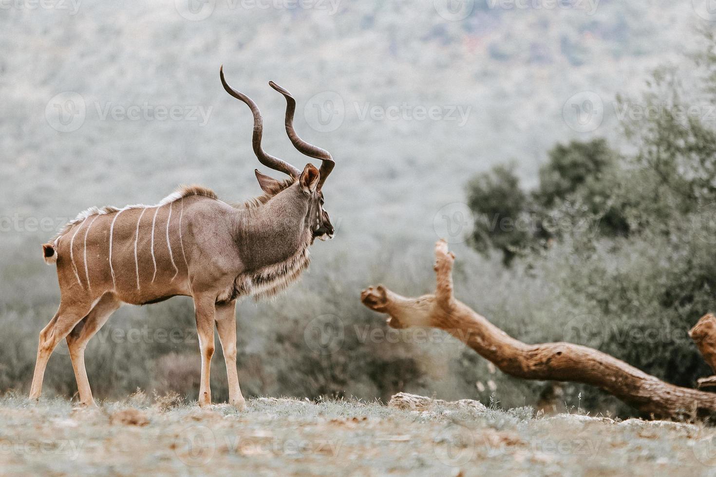 koudou, afrique du sud photo