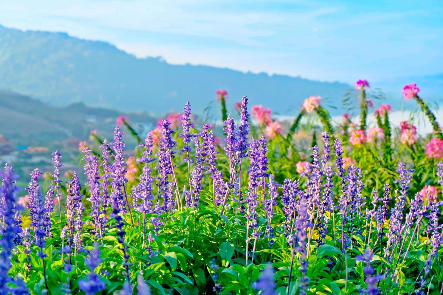 flou sélectif, champ de fleurs de lavande magnifique avec ciel et montagne le matin ensoleillé dans la nature photo