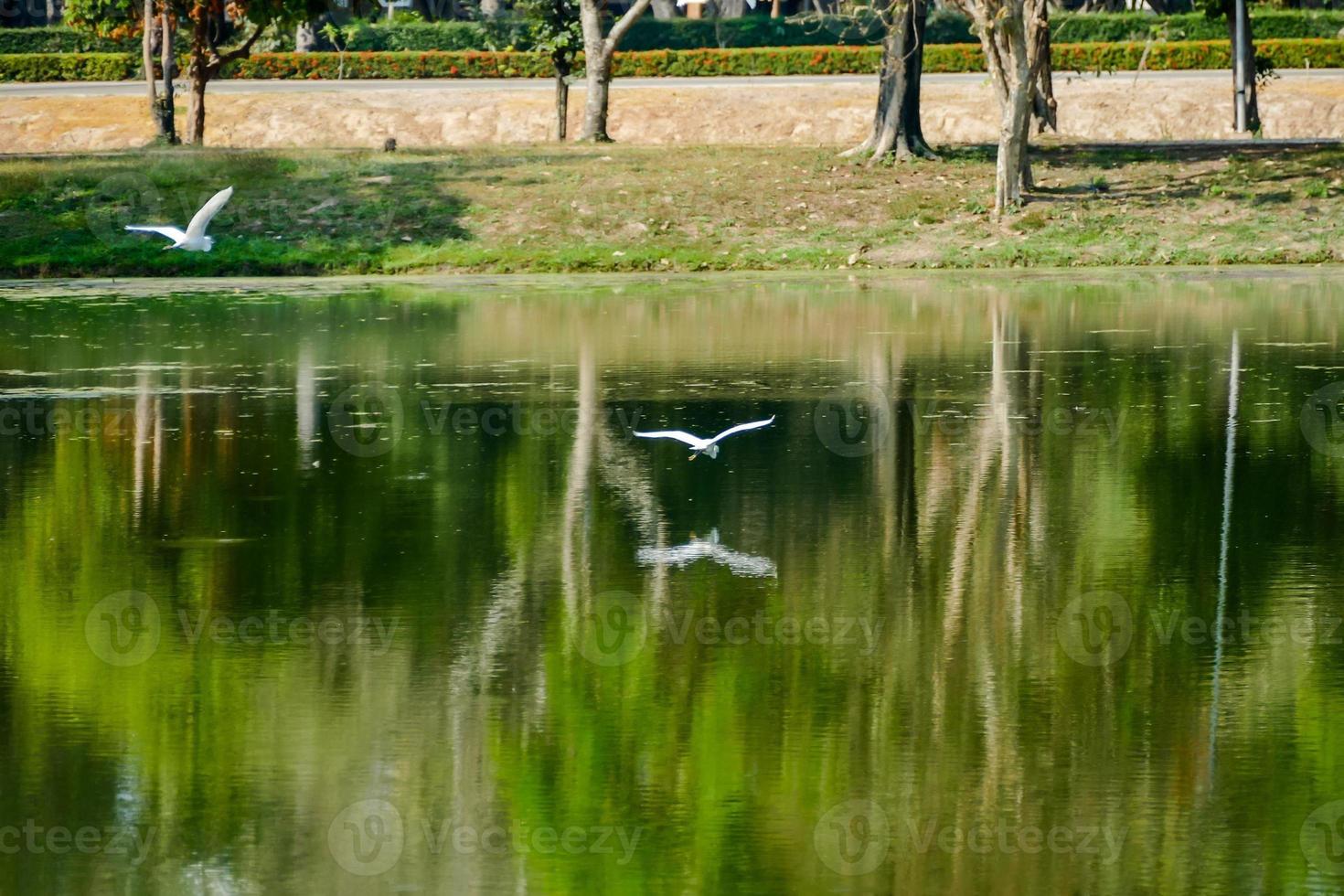 oiseaux blancs et eau photo