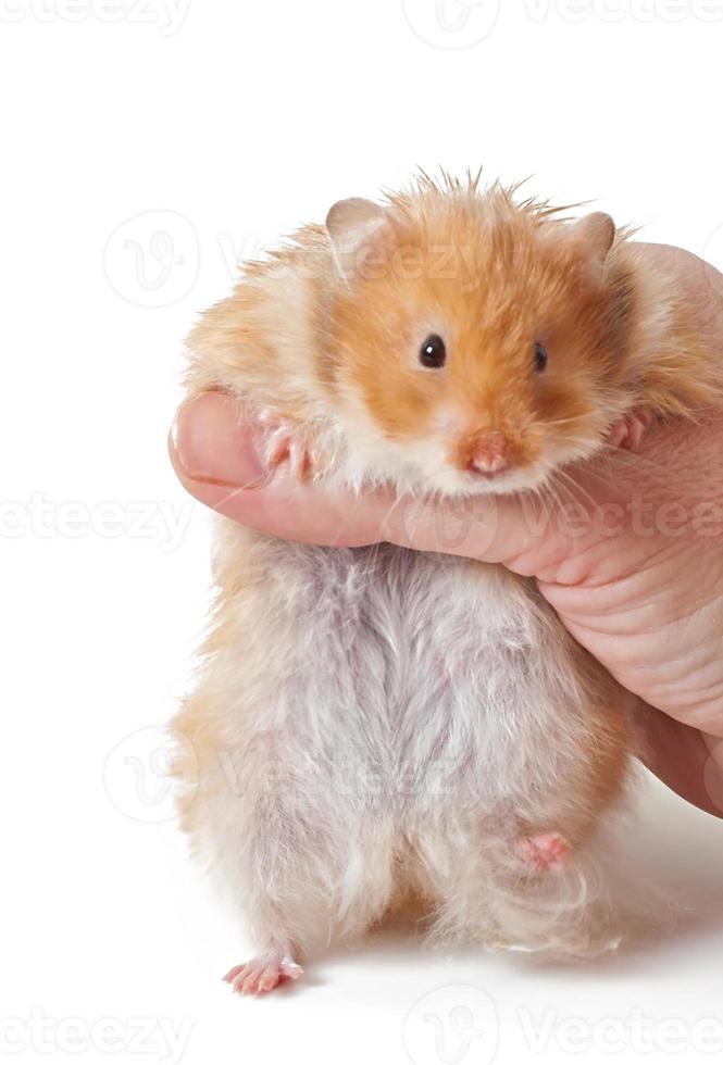 Hamster dans un panier isolé sur fond blanc photo