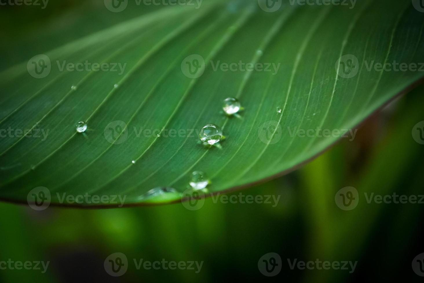 goutte de pluie sur fond de congé vert photo