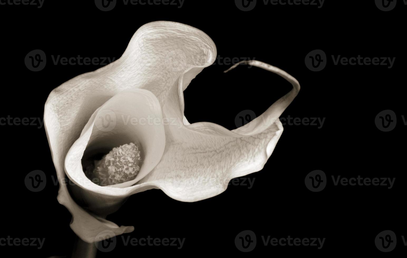 calla lily sur fond noir photo