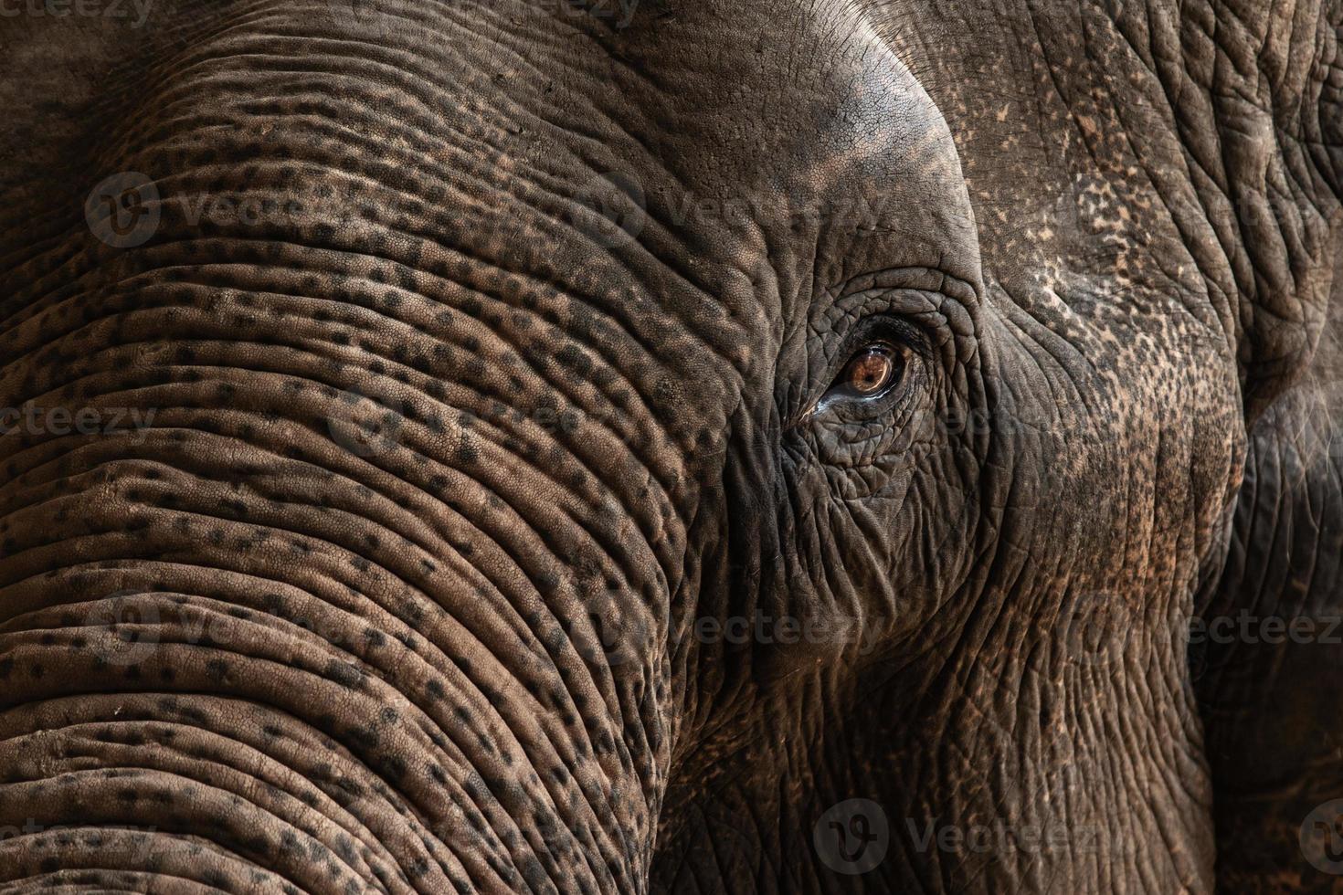 Close up of sad elehpant yeux et peau photo