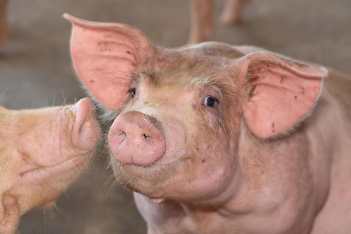 groupe de porc qui a l'air en bonne santé dans la ferme porcine locale de l'asean à l'élevage. le concept d'élevage standardisé et propre sans maladies ou conditions locales qui affectent la croissance ou la fécondité des porcs photo