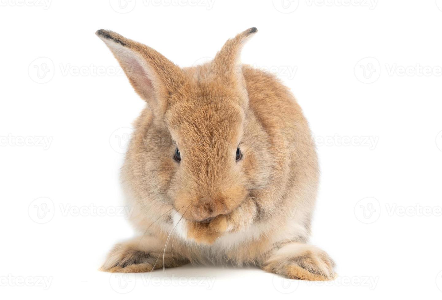 les oreilles dressées de lapin brun rouge mignon poilu et moelleux sont assis regardent dans l'appareil photo et nettoient la fourrure sur les mains, isolés sur fond blanc. concept d'animal de compagnie rongeur et de pâques.