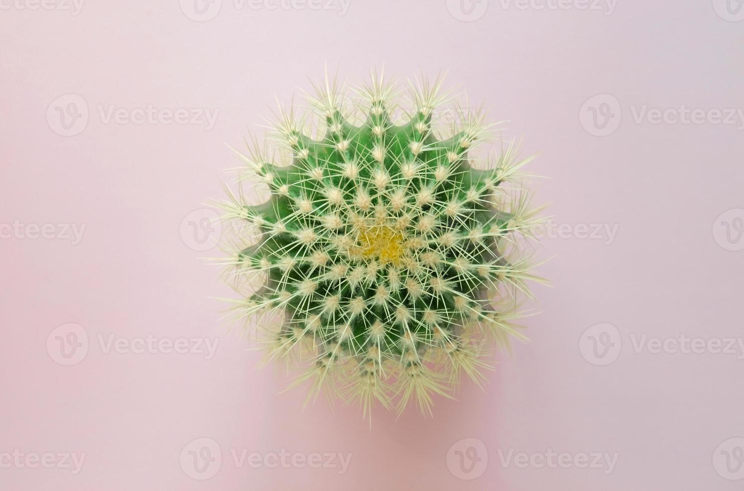 vue de dessus d'un cactus vert avec de grandes épines acérées sur un fond pastel coloré. plante d'intérieur cactus baril d'or, plante echinocactus grusonii. gros plan, copiez l'espace. photo