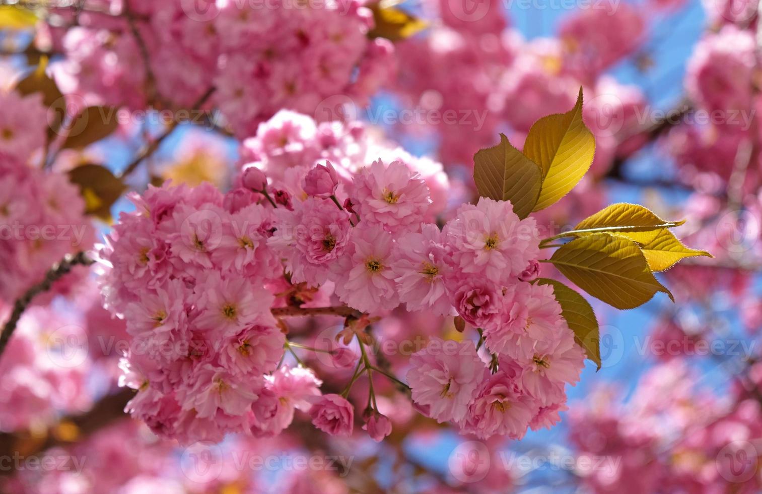 bannière de fleurs de printemps. branche de fleurs roses en fleurs de sakura au début du printemps. incroyable bannière de printemps floral naturel ou carte de voeux, carte postale, affiche. photo