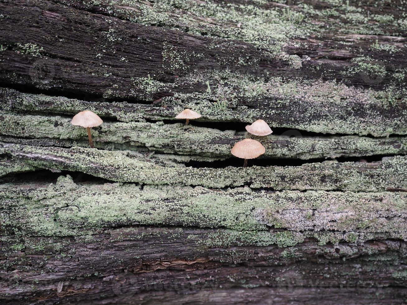 champignon xylophage pourriture du bois photo