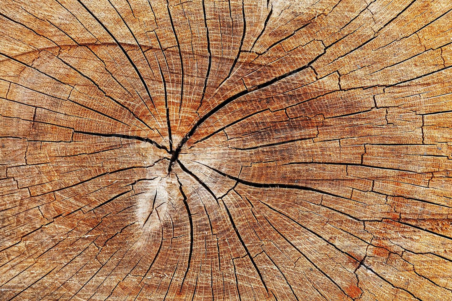 la souche d'un arbre abattu, une coupe du tronc avec des cernes annuels et des fissures, la texture de la souche sciée photo