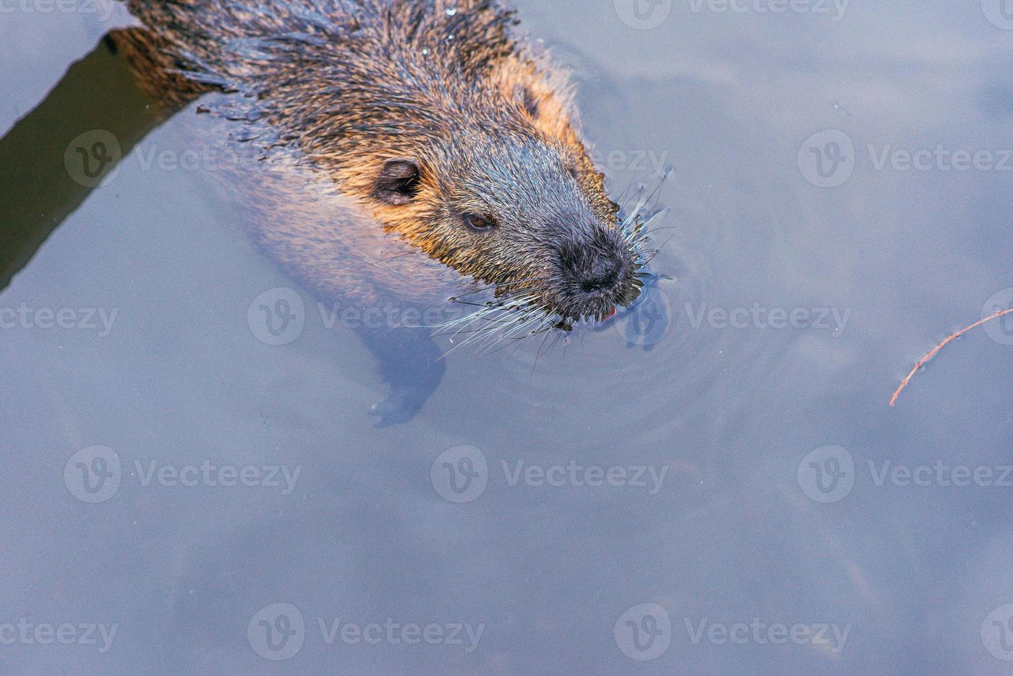 castors dans l'eau du zoo photo