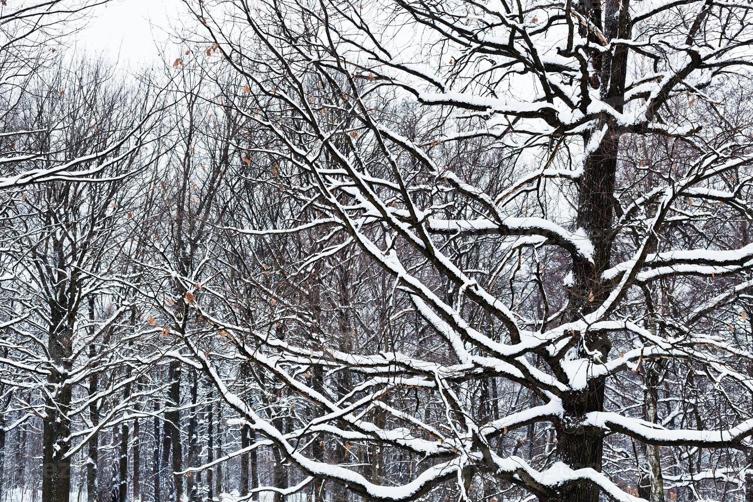 Troncs nus couverts de neige de chênes dans les fores photo