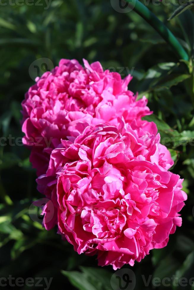 pivoines roses en fleurs dans le jardin photo