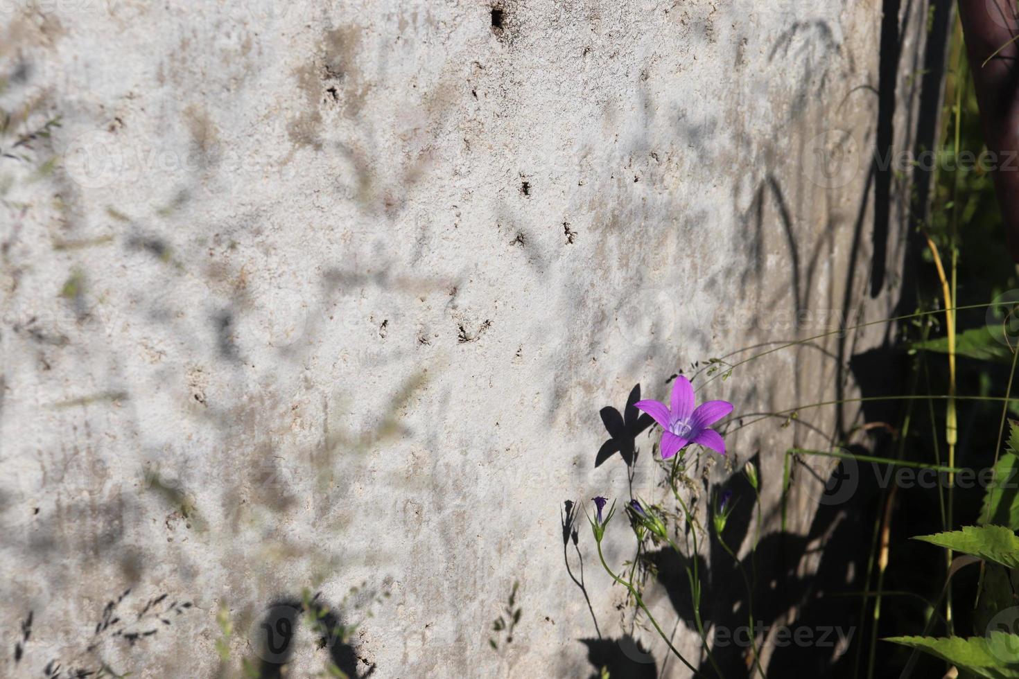 Jacinthe des fleurs au puits dans le village photo