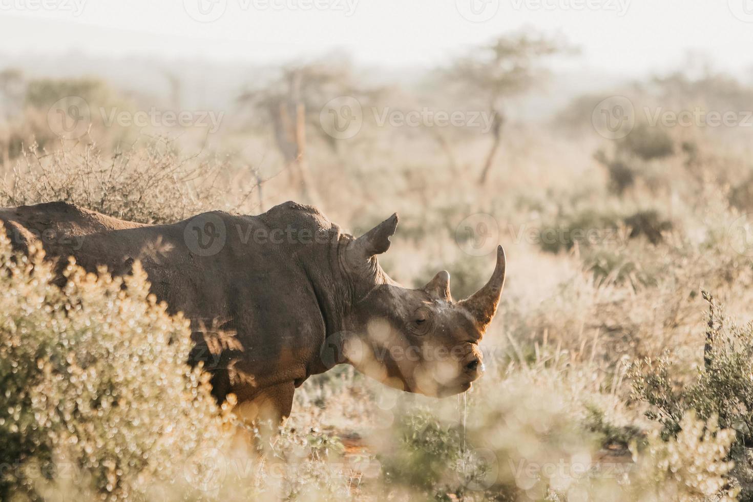 rhinocéros blanc en voie de disparition photo