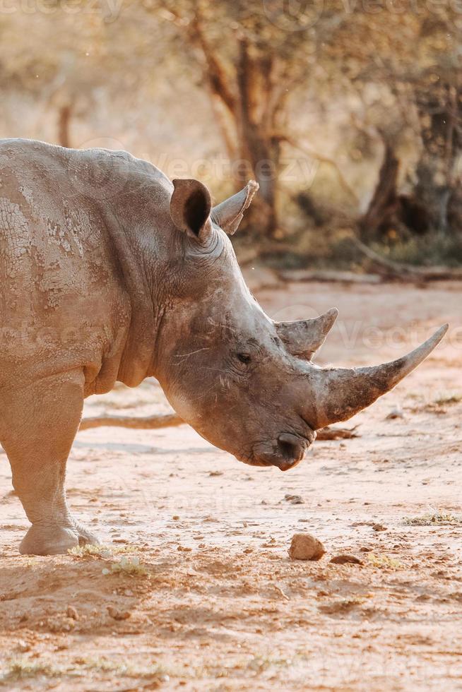 rhinocéros blanc en voie de disparition photo