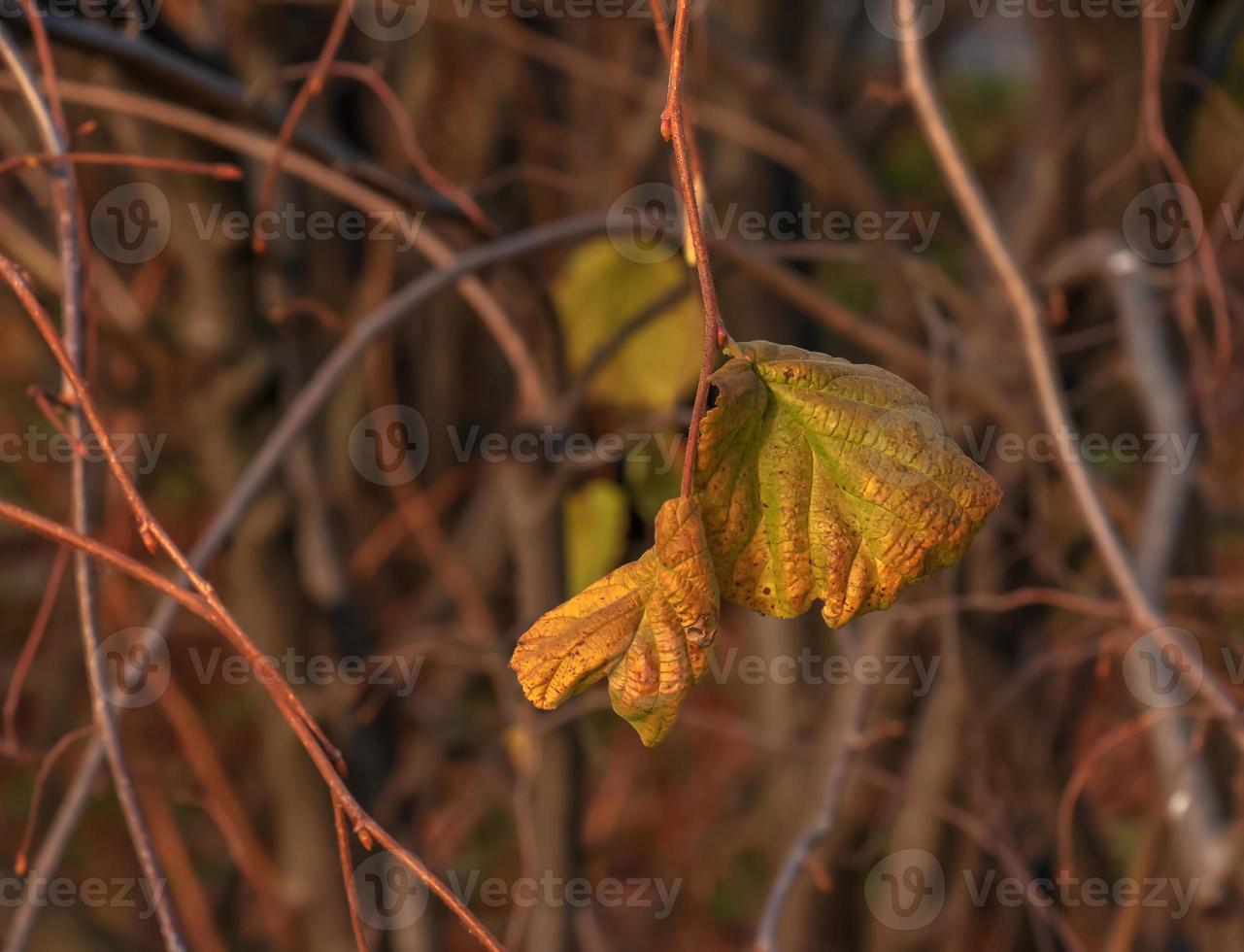 gros plan d'une plante de noisetier commune ou de corylus heterophylla poussant dans une forêt. photo